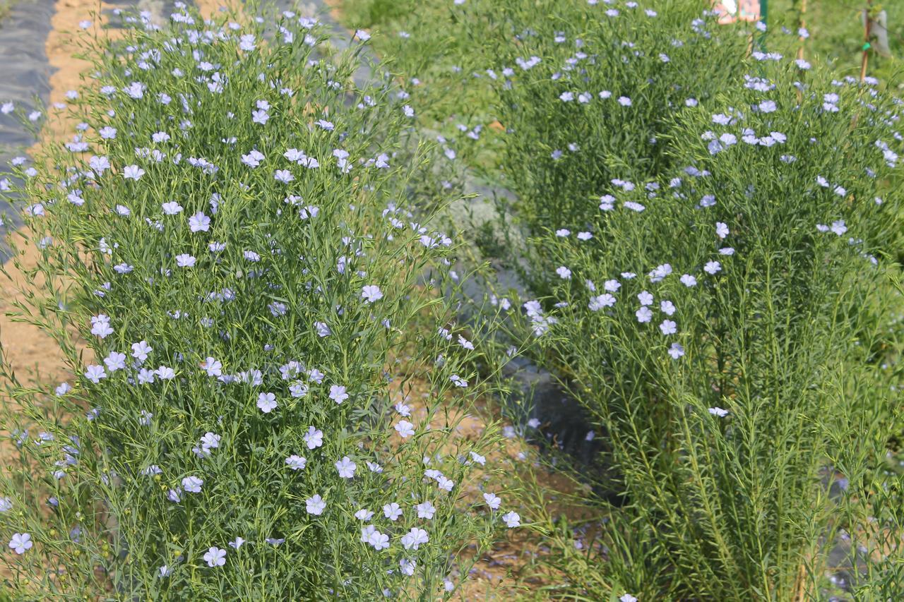 Erba Regina *