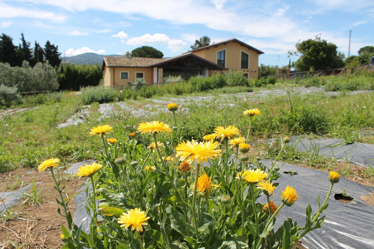 Erba Regina Farm stay Frascati